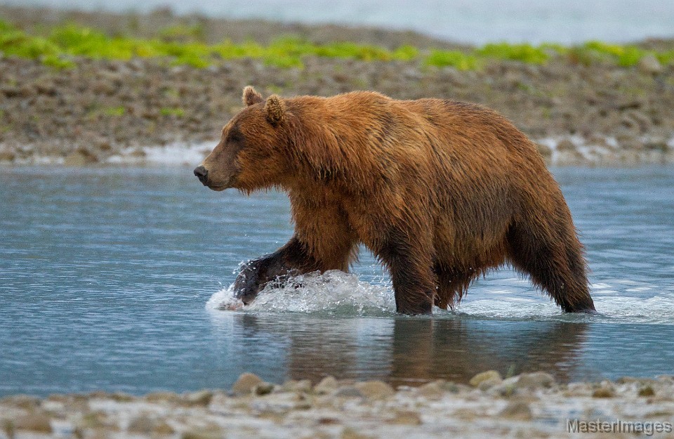 soft brown bear